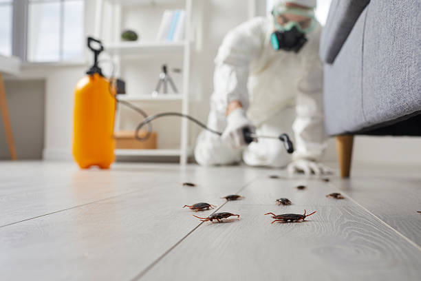 Trusted Termite Control service in Meraux, LA - Nex Pest Control